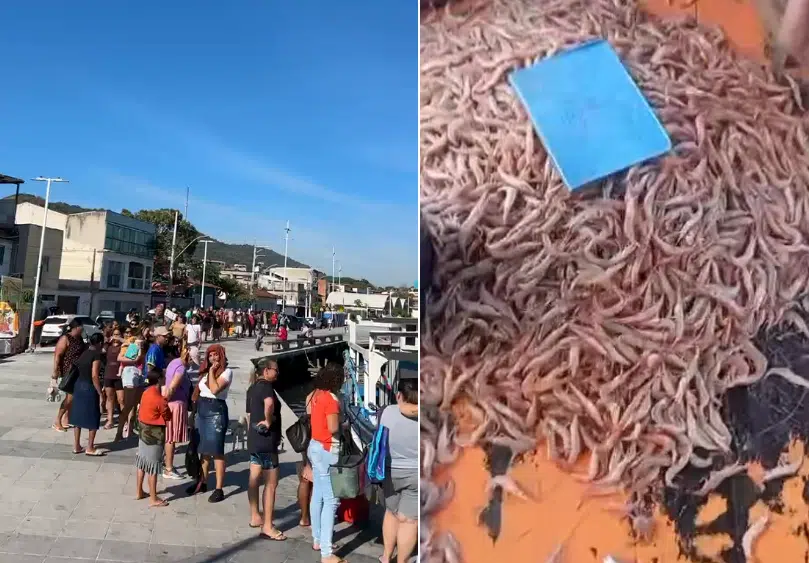 Moradores formam fila gigante para comprar camarão a R$ 10 em Vitória