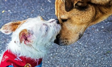 animais domésticos cachorros