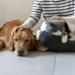 Evento de adoção de pets movimenta Shopping Vila Velha neste sábado