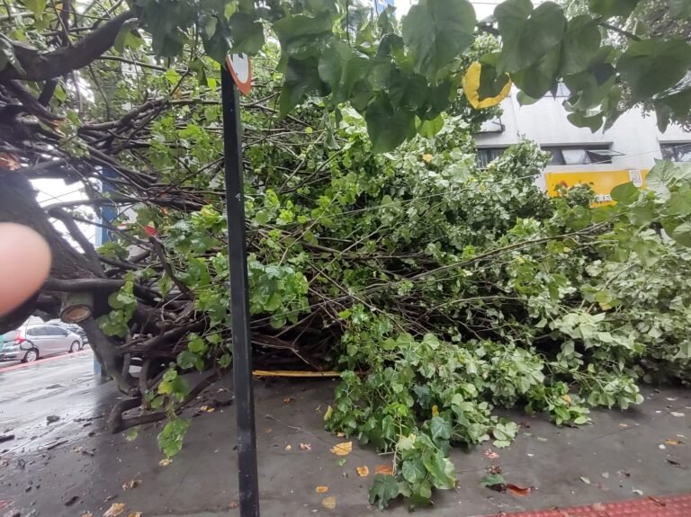 chuva provoca queda de árvora em jardim camburi 012