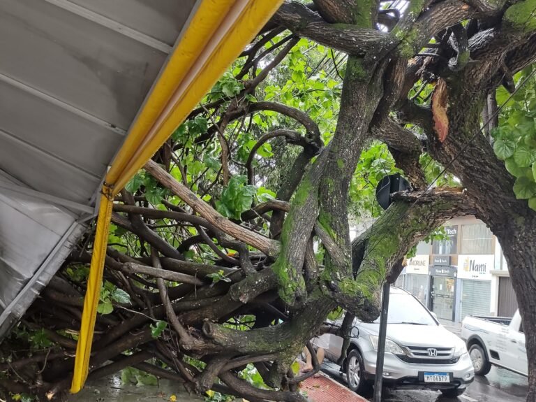 chuva provoca queda de árvora em jardim camburi 0123