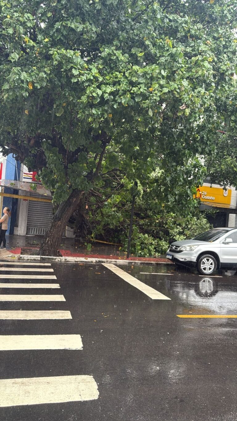 chuva provoca queda de árvora em jardim camburi 017