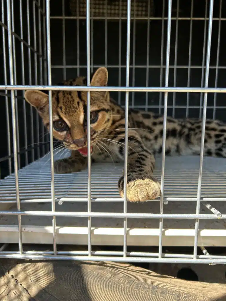 Foto: Divulgação/BPMA