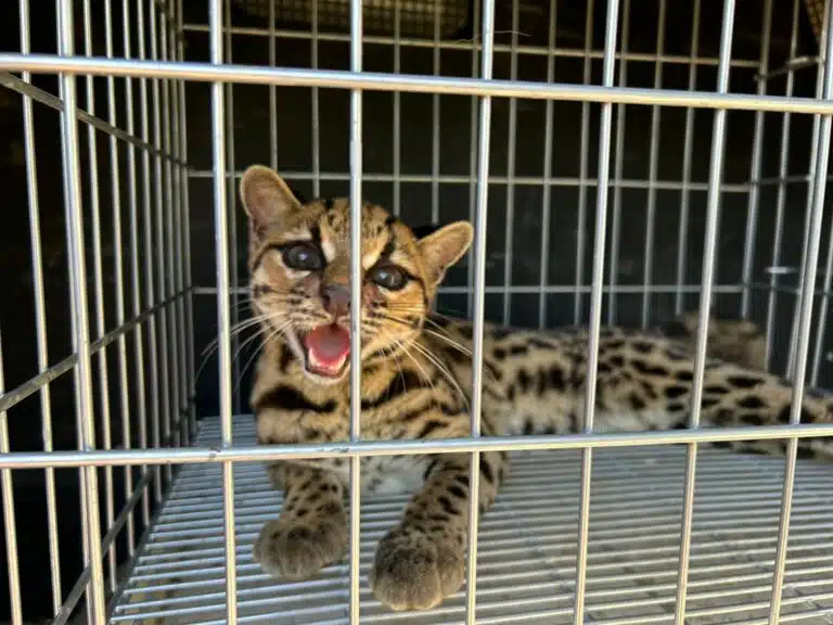 Foto: Divulgação/BPMA