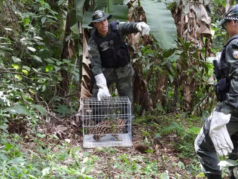 Foto: Divulgação/BPMA