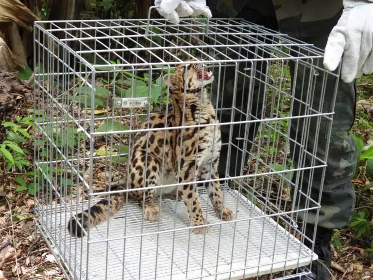 Foto: Divulgação/BPMA