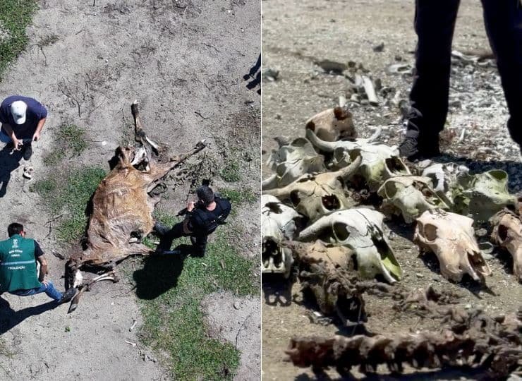 Carcacas-de-cavalos-sao-achadas-em-abatedouro-de-Vila-Velha