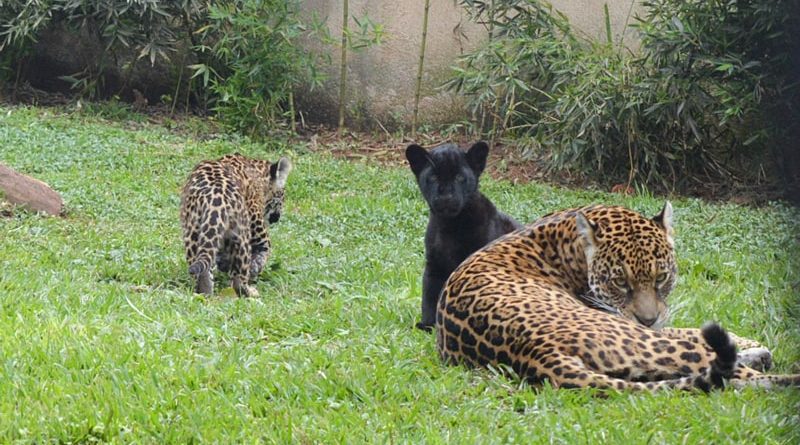 Filhotes-de-oncas-nascidos-no-Estado-recebem-nomes-e-podem-ser-visitados-em-Marechal-Floriano-min-800×445-1