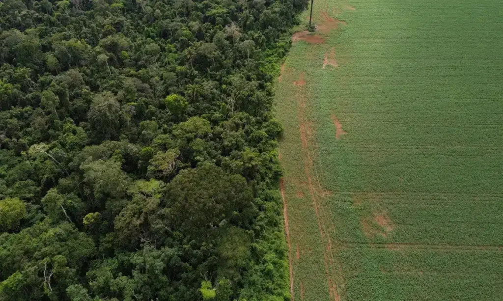 Meio-Ambiente-Supressao-de-Vegetacao