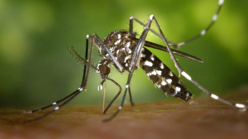 Mosquito-da-Dengue-Aedes-Aegypti