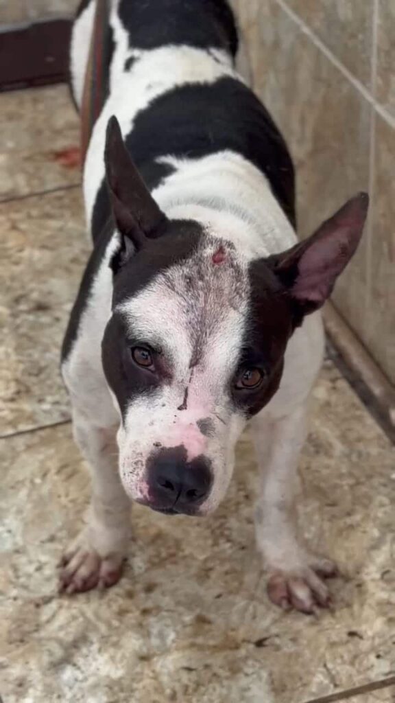 WhatsApp-Image-2025-09-10-at-15.34.08-1