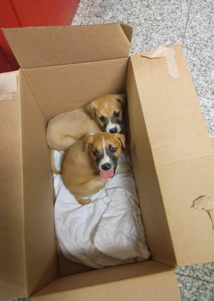 WhatsApp-Image-2025-09-30-at-16.30.00