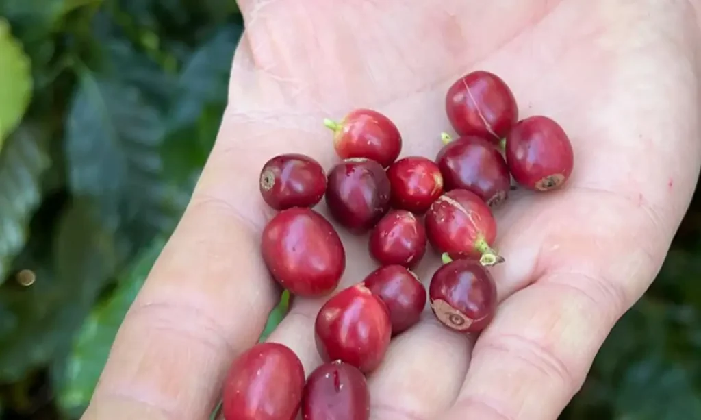 cafe_produizido_pela_fazenda_florenca