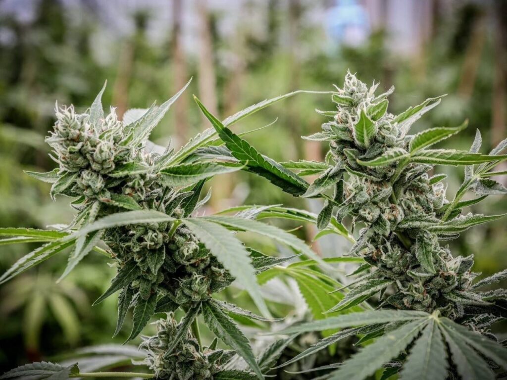 cannabis-maconha-tratamento