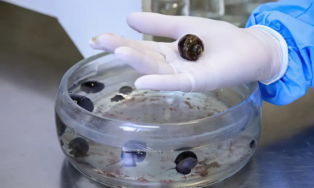 caramujos_do_genero_pomacea_analisados_no_laboratorio_de_malacologia_do_ioc_fiocruz_-_foto_josue_damacena