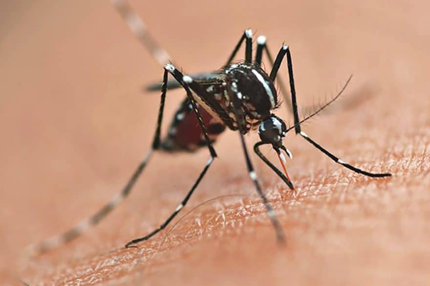 dengue_picada-880×586-1