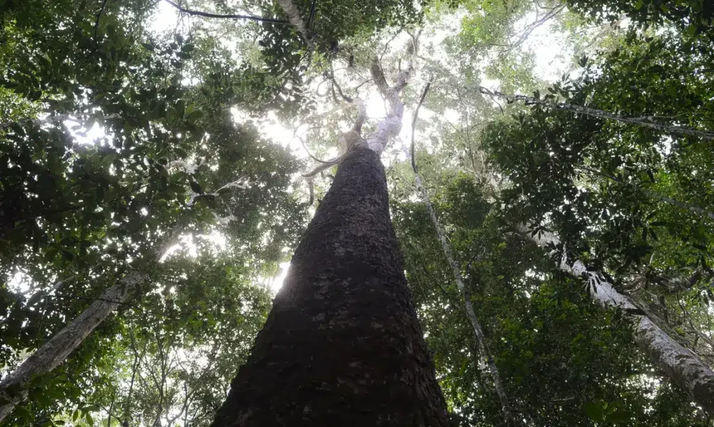 dsmatamento_na_amazonia_pa_moju_7855