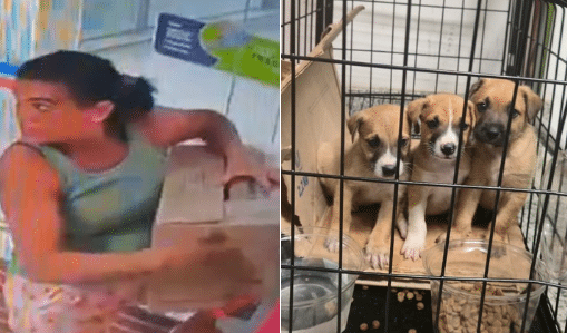 presa-filhote-cariacica