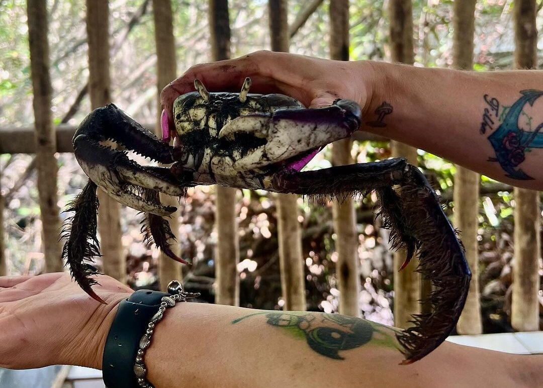 Caranguejo do viveiro da Botique BGV Mariscos, na Barra do Jucu, em Vila Velha