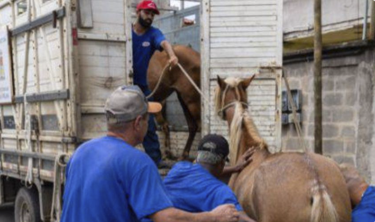 Cavalo resgatado em Vila Velha
