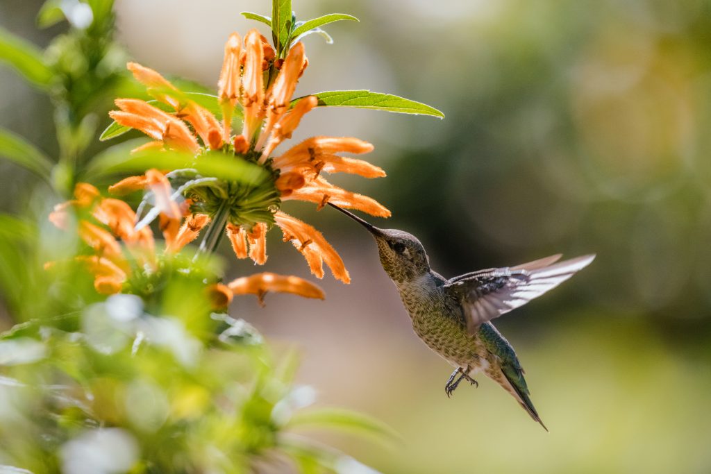 Espírito Santo é, hoje, o beija-flor da federaçã. Foto: Freepik
