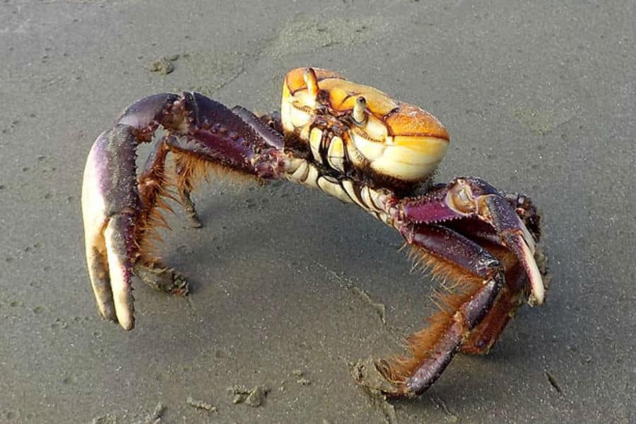 Defeso do caranguejo é um momento crucial para a reprodução e preservação da espécie. Foto: Reprodução