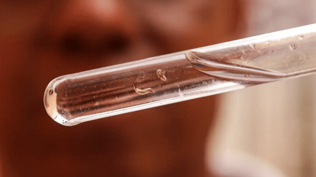 Larva do mosquito que transmite a dengue