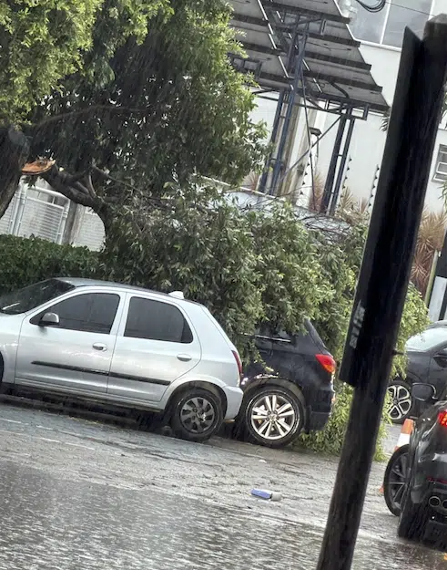 Árvore caiu em Linhares