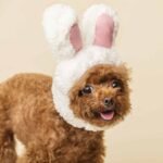 Ovo de Páscoa faz mal para os pets? Entenda os perigos do chocolate