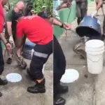 Jiboia aparece perto de crianças em quadra no Sul do ES