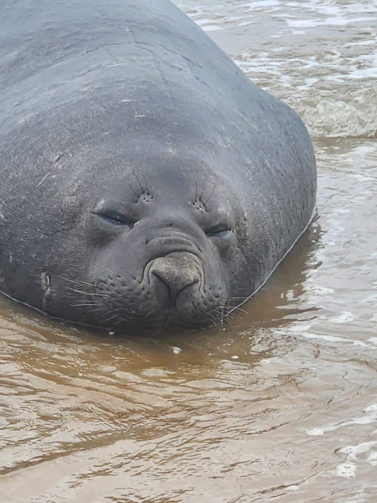 Elefante-marinho é avistado em São Mateus