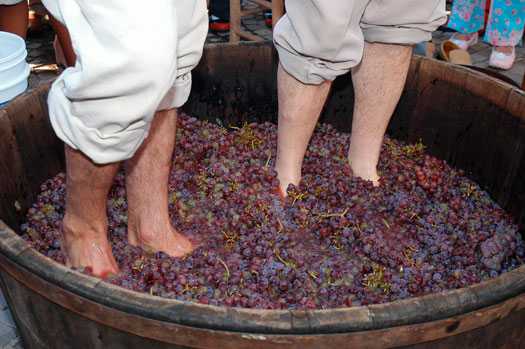 Pisada no Festival da Uva e do Vinho