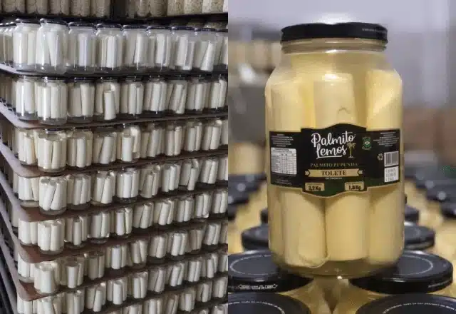 Potes de Palmito em conserva da marca Palmito Lemos
