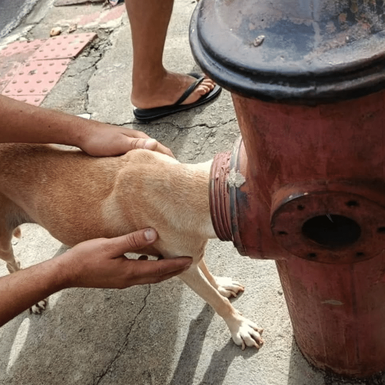 cachorro cabeça hidrante