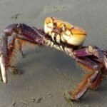 Caranguejo proibido por 5 dias; entenda regras do defeso