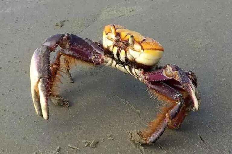 Caranguejo-uçá terá mais um período de defeso no ano. Foto: Divulgação