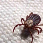 Criança morre de febre maculosa em cidade do Espírito Santo