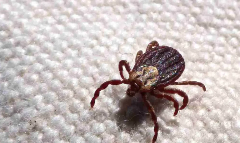 Infecção pode evoluir de forma grave e apresenta alta taxa de letalidade | Foto: Divulgação / Jundiaí