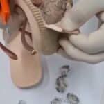 Mulher tenta entrar em presídio com droga escondida em chinelo