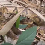 Morador leva susto ao encontrar jararaca no quintal de casa no ES
