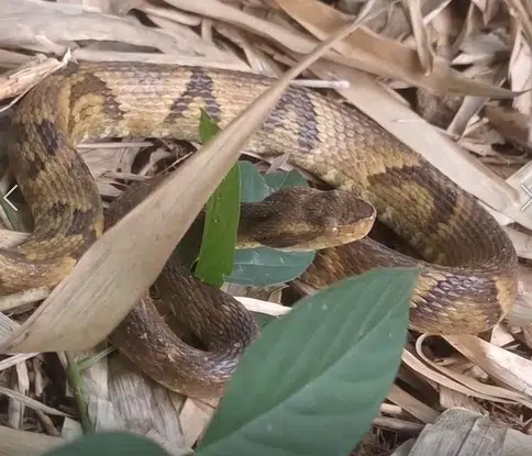 Morador leva susto ao encontrar jararaca no quintal de casa no ES