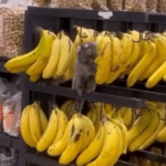 Saguis são flagrados comendo bananas em supermercado no ES