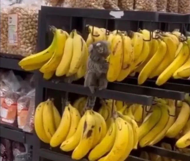 Saguis são flagrados comendo bananas em supermercado no ES