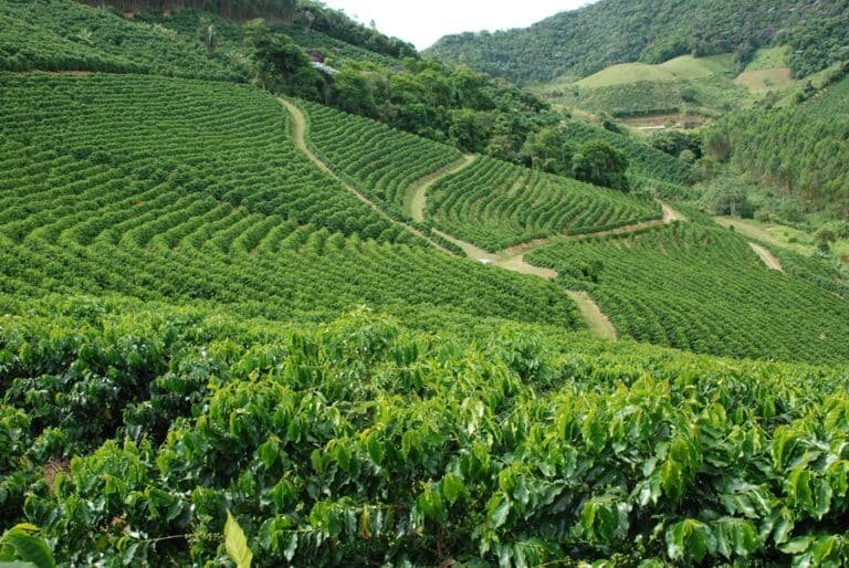 lavoura, agro, plantação