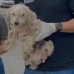 Cão vítima de maus tratos é resgatado em Vila Velha