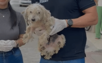 Cão vítima de maus tratos é resgatado em Vila Velha