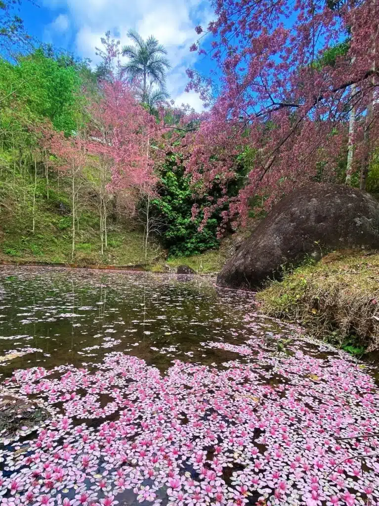 Bosque das cerejeiras no Sítio Monte Rá, no distrito de Redentor, em Alfredo Chaves