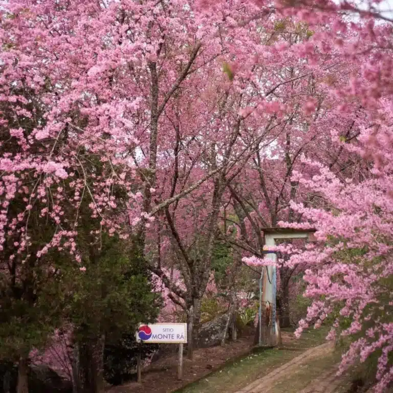 As cerejeiras vão florir este ano no ES? Saiba onde visitar