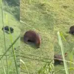 Capivaras circulam perto de rodovia e atraem curiosos na Serra