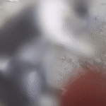 Envenenamento? Onda de mortes de gatos revolta moradores em Colatina